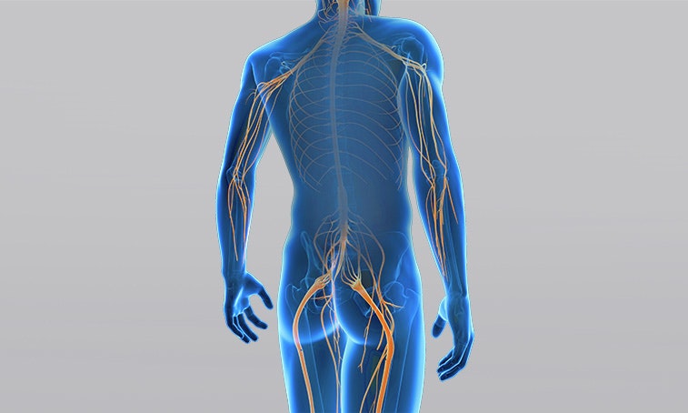 What is a peripheral plegia?